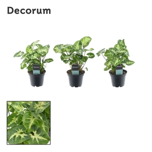 Syngonium Pixie (Decorum) 7 cm