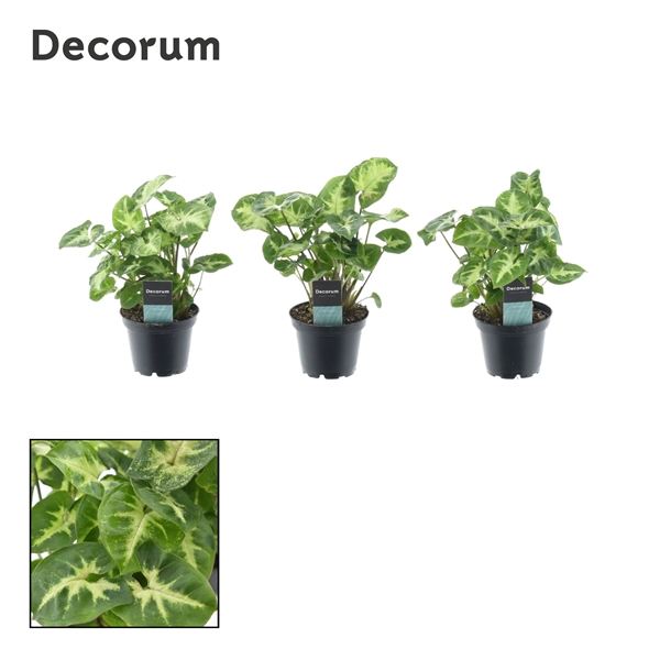 <h4>Syngonium Pixie (Decorum) 7 cm</h4>