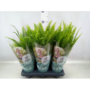 Nephrolepis exal. 'Green Lady'