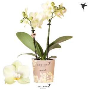 Kolibri Orchids Phalaenopsis Mineral Mexico 2 spike