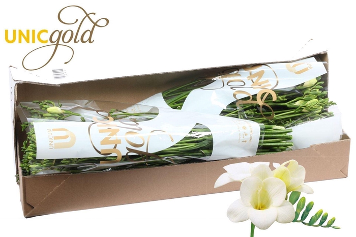 <h4>Freesia enk Alba River</h4>