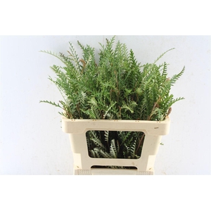 Grevilea Ivanhoe Groen