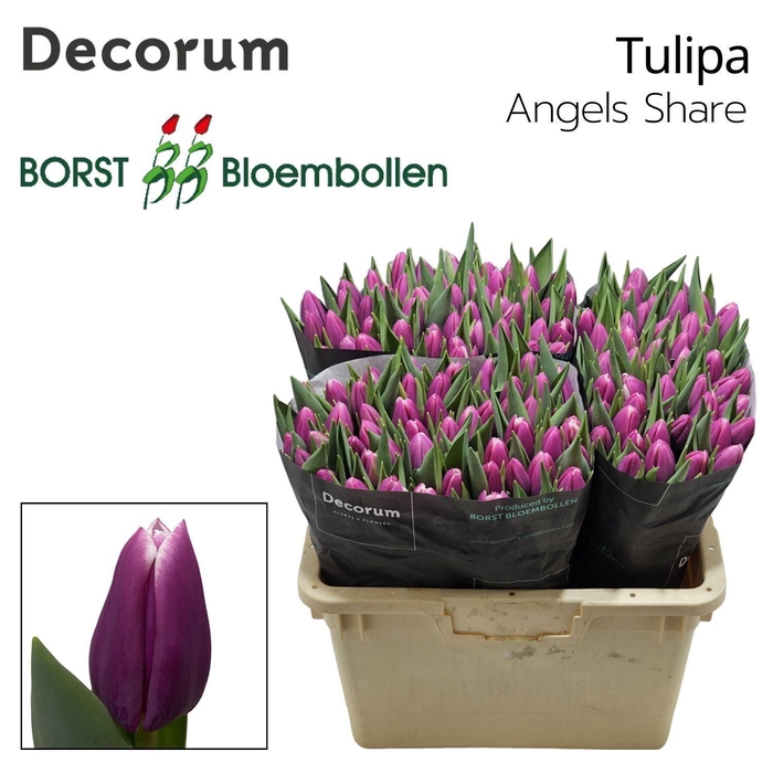 <h4>TU EN ANGELS SHARE</h4>