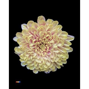 Chr T Altaj Purple Rain