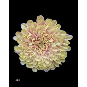 Chr T Altaj Purple Rain