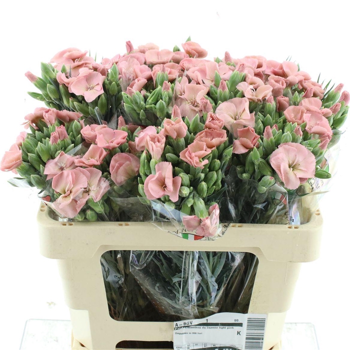 <h4>Di Tr Simply Old Pink Extra</h4>