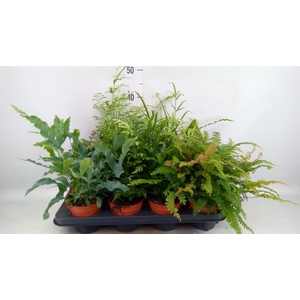 FERNS   ...MIX