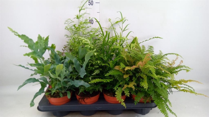 <h4>Ferns ...mix</h4>