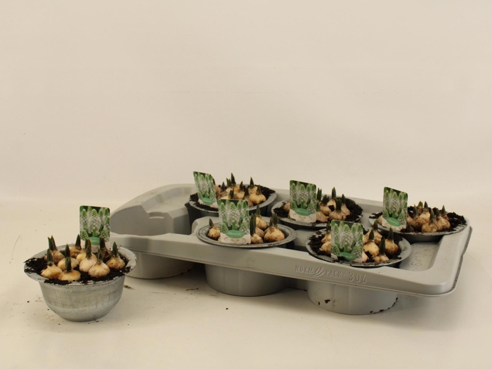 <h4>MUSCAR ESTHER</h4>