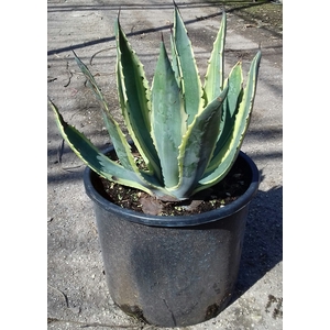 Agave overig