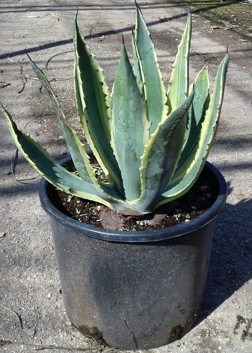 <h4>Agave overig</h4>