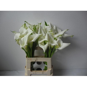 CALLA   'CRYSTAL BLUSH'