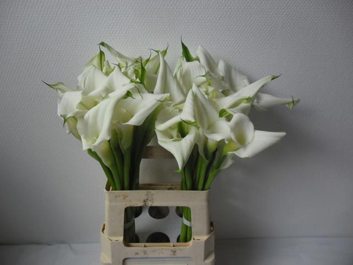 <h4>CALLA   'CRYSTAL BLUSH'</h4>