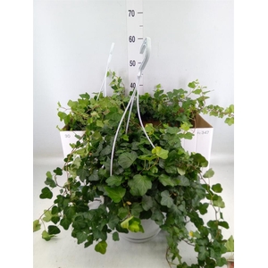 Hedera helix 'Wonder'