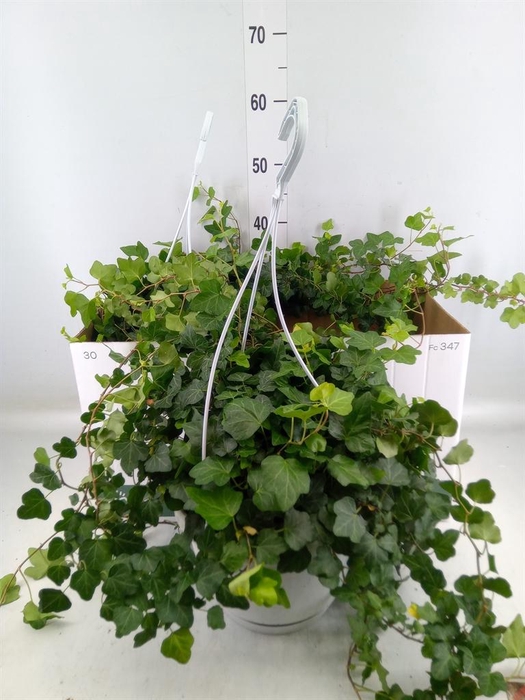 <h4>Hedera helix 'Wonder'</h4>