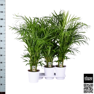 DYPSIS LUTESCENS