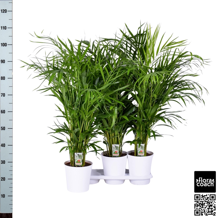 <h4>DYPSIS LUTESCENS</h4>