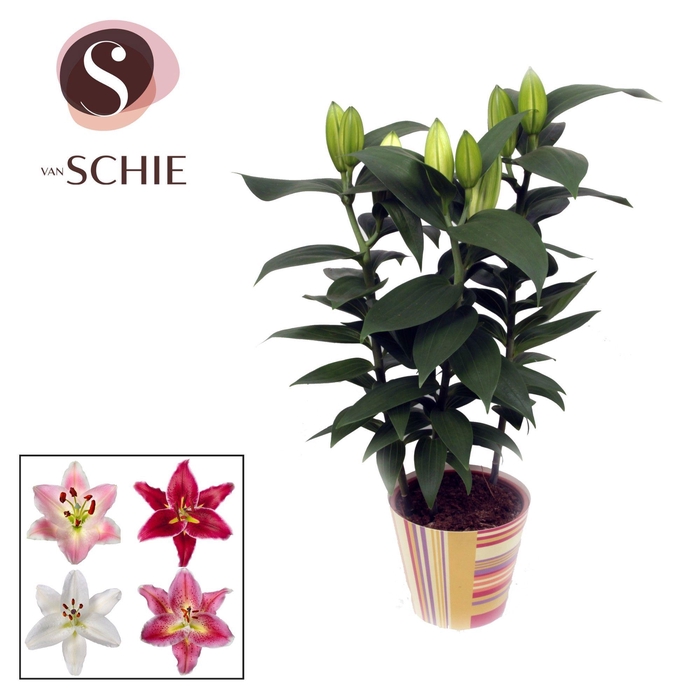 Oriental Mix 13cm potcover STRIPES