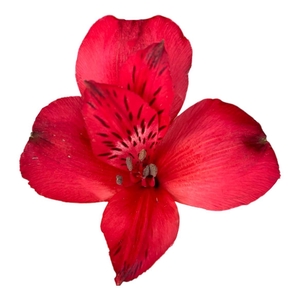 Alstr Supreme Merlot