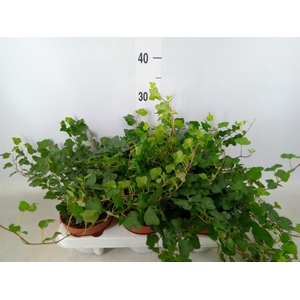 Hedera helix 'Wonder'