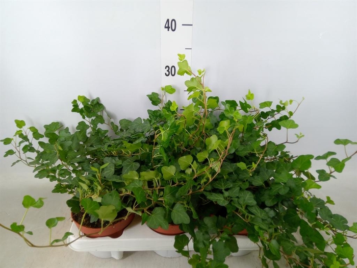 <h4>Hedera helix 'Wonder'</h4>