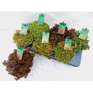 SEDUM MIX P15