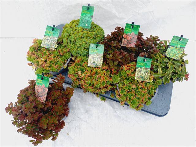 <h4>SEDUM MIX P15</h4>