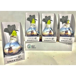 BLOEMBOL HIPPEASTRUM