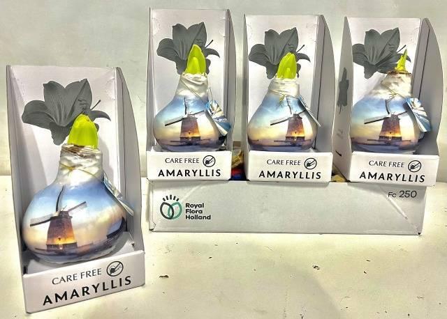 <h4>BLOEMBOL HIPPEASTRUM</h4>