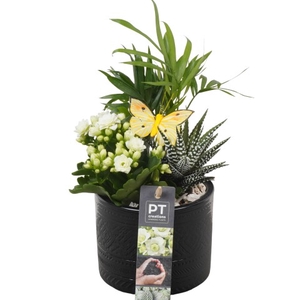 PTIB7446 Arrangementen kamerplanten