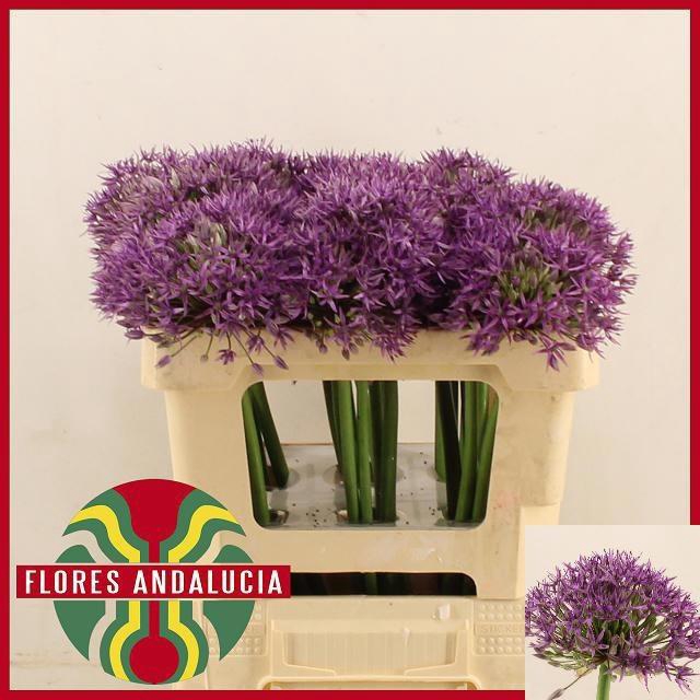 <h4>ALLIUM JACKPOT</h4>