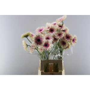 Ge Gs+ Stunt (wit/rose)