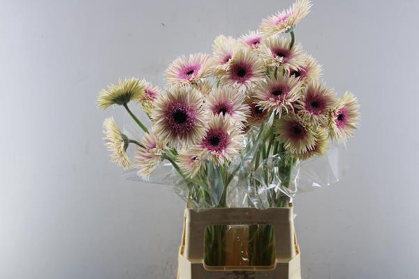 <h4>Ge Gs+ Stunt (wit/rose)</h4>