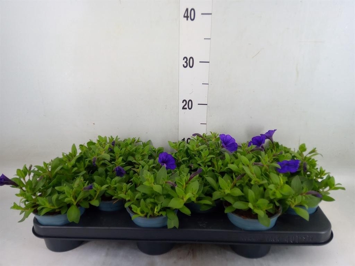 <h4>Petunia  'Ray Blue'</h4>