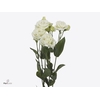 Lisianthus do celebrich white