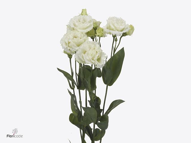 Lisianthus do celebrich white