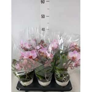 Phalaenopsis multi. 'Ant Antwerp'