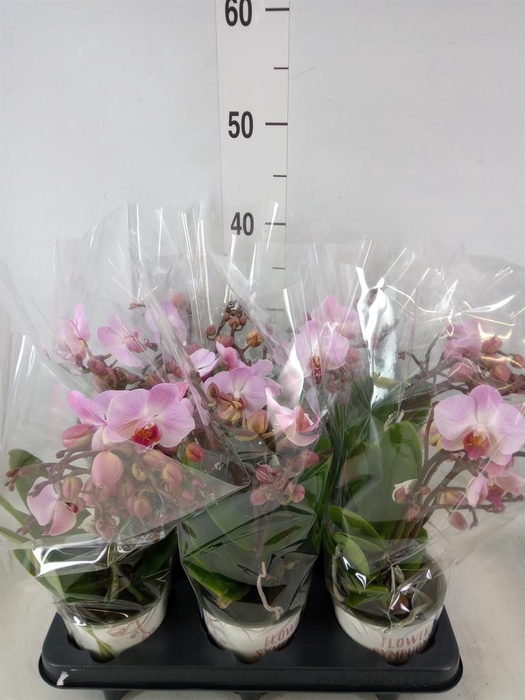 <h4>Phalaenopsis multi. 'Ant Antwerp'</h4>