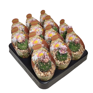 STENOC PHYLLACANTHUS