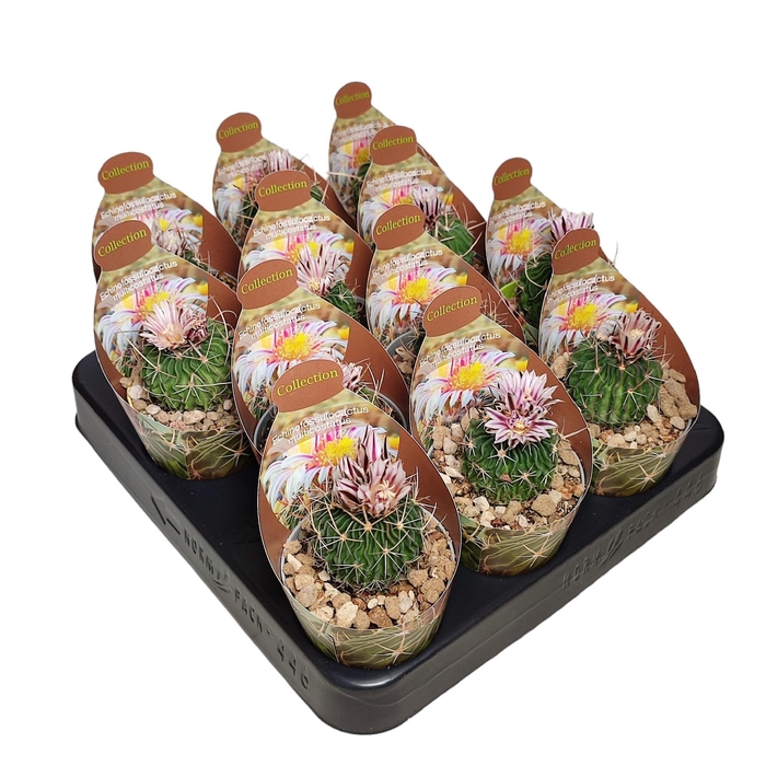 <h4>STENOC PHYLLACANTHUS</h4>