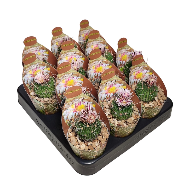 <h4>STENOC PHYLLACANTHUS</h4>