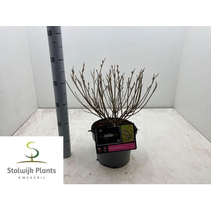 Salix gracilistyla Mt. Aso