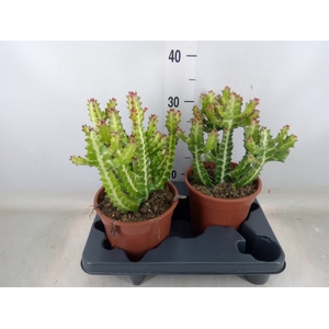 Euphorbia lactea