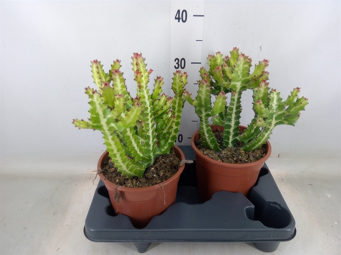 <h4>Euphorbia lactea</h4>