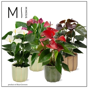 Mimesis Anthurium KARMA Intens mix - 12cm - Peru