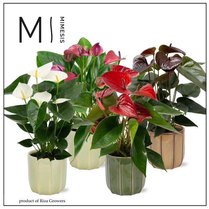 <h4>Mimesis Anthurium KARMA Intens mix - 12cm - Peru</h4>