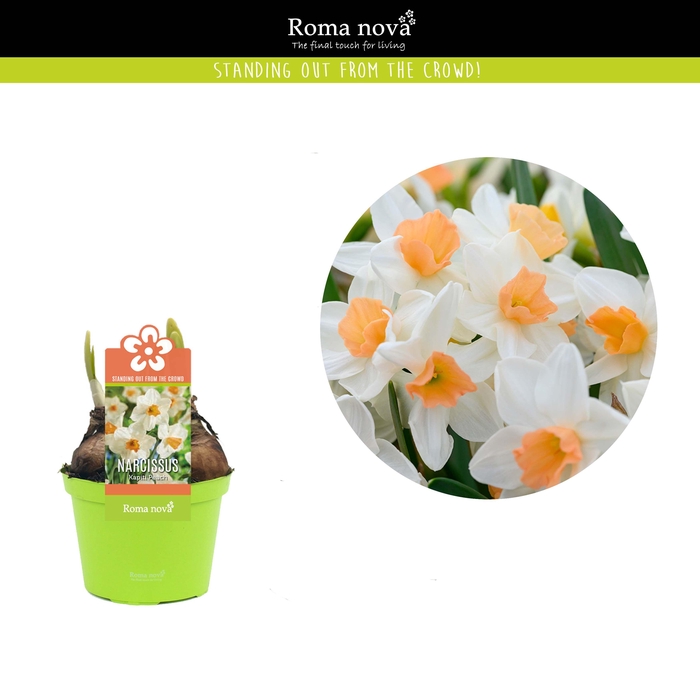 <h4>Narcissus Kapiti Peach 12cm</h4>