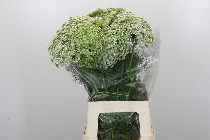 <h4>Ammi Visnaga</h4>