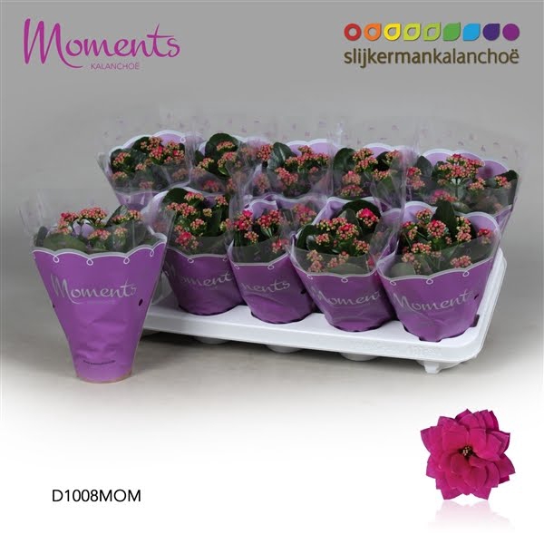 <h4>Kalanchoe Moments - Purple</h4>