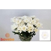 Chr T Baltica X5
